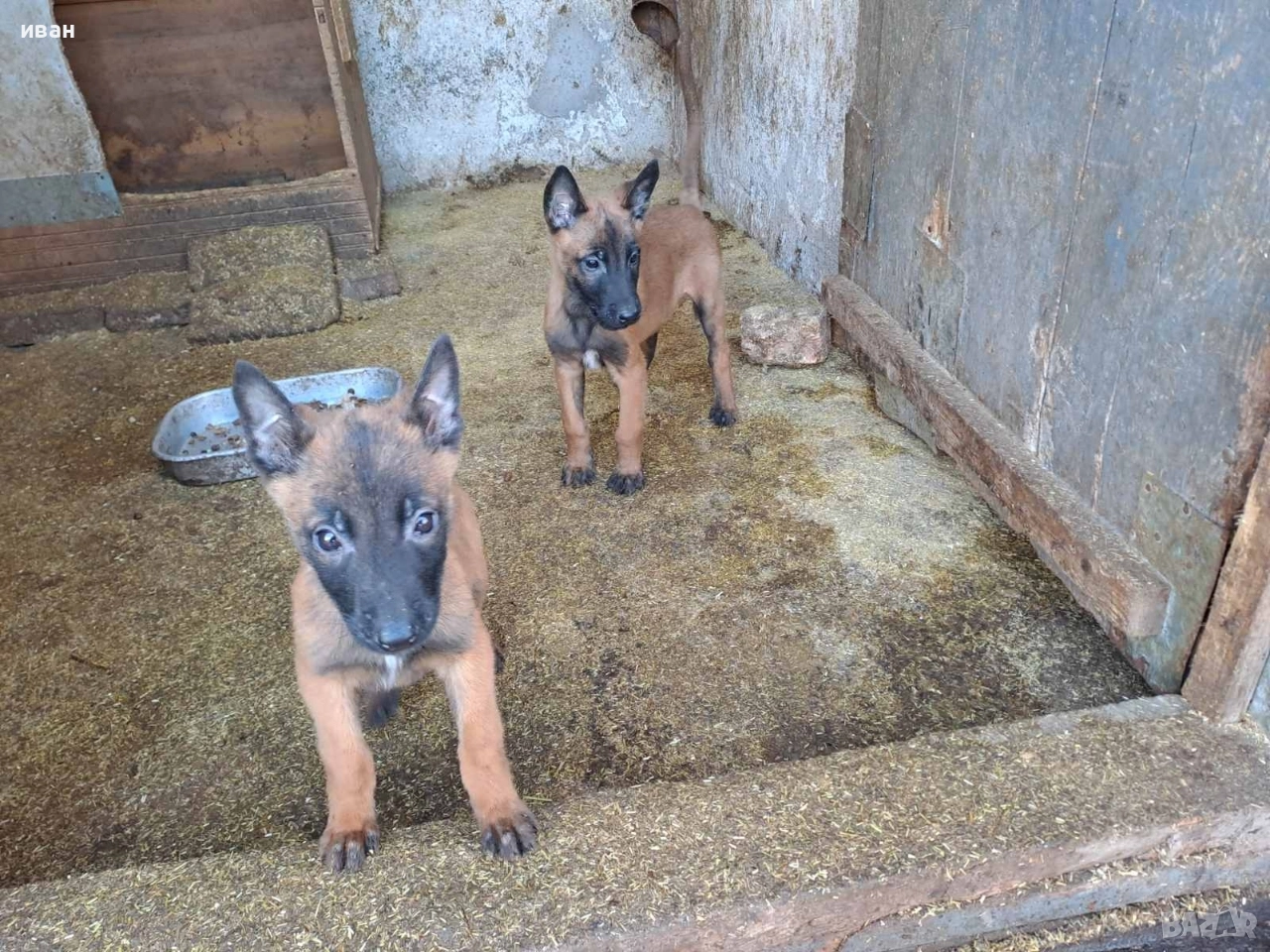 продам белгийски овчарки малиноа , снимка 1