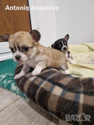 бебета чихуа на 50 дена с първа  ваксина , снимка 4 - Чихуахуа - 53803931