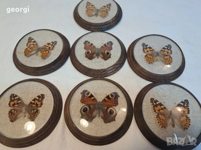 колекция пеперуди    18/1