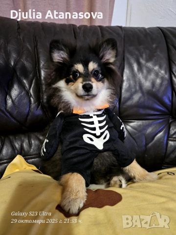 Продавам померанчета, снимка 14 - Померан - 51719427