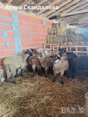 Селскостопански животни , снимка 4 - Овце - 53161923