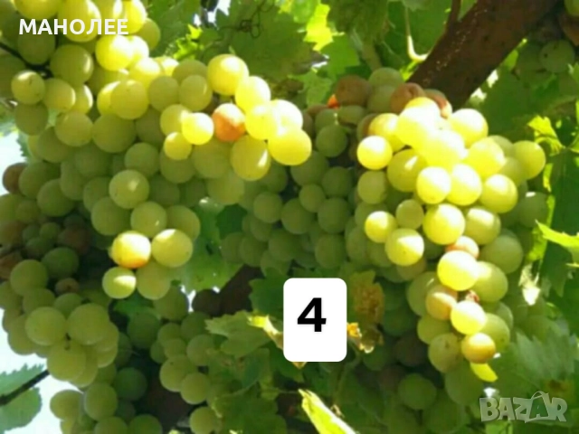 50 РЕЗНИКА В ЕДИН ПАКЕТ /видове по избор/ ЗА 20 ЛВ., снимка 5 - Градински цветя и растения - 51618754