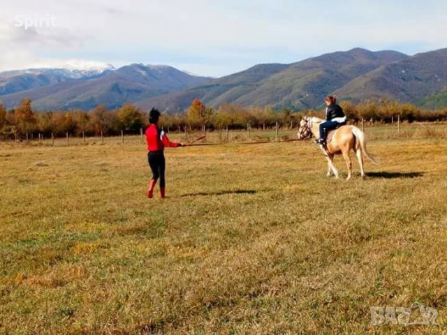 Ездитен кон Аблай Хан, снимка 8 - Коне - 51147186