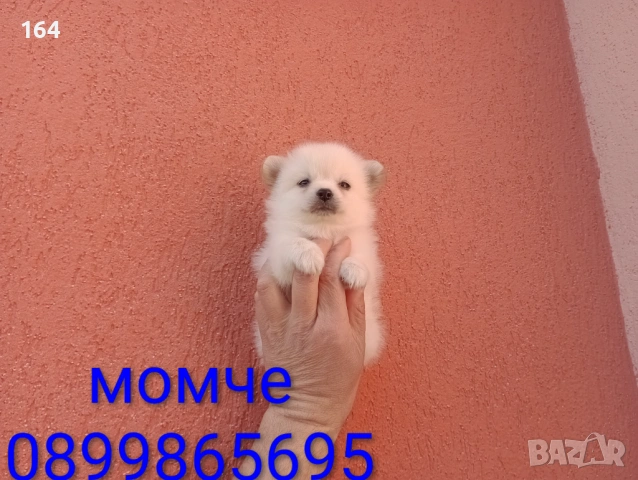 Мини Шпиц - Померан. Мъжки и женски кученца. Снимки от 08.03.26 г. , снимка 6 - Померан - 53761327
