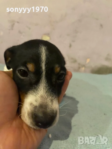 ДЖАК РЪСЕЛ БЕБЕТА 1210251006, снимка 13 - Джак ръсел териер - 52024674