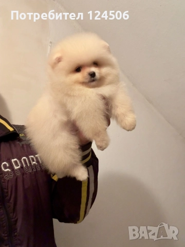 Померан мини померанче, снимка 2 - Померан - 52630770