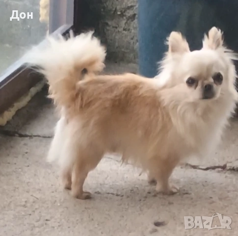 Мъжко 🩵 Чихуахуа търси своите дами🐾💓, снимка 2 - Чихуахуа - 53211220