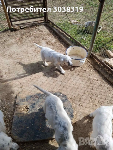 Куче птичар, снимка 2 - Други - 53695042