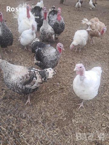 Млади пуйки и пуяци за разплод