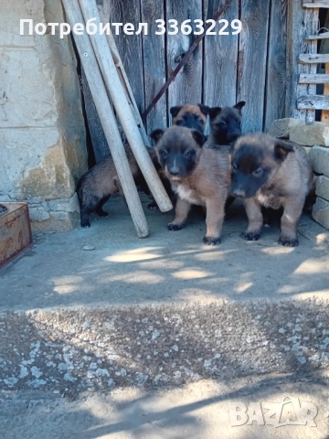 Продавам белгийски овчарки , снимка 12 - Белгийска овчарка - 53787310