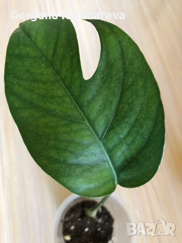 Epipremnum pinnatum Baltic Blue , снимка 2 - Стайни растения - 51654424