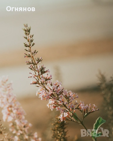 обектив Sony E 55-210 mm f/4.5-6.3 OSS, снимка 9 - Обективи и филтри - 53815585