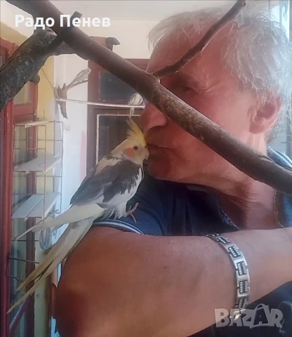 Папагалчета - социални и гальовни корели, отглеждани свободно, снимка 1
