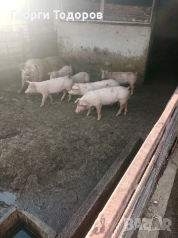 Малки прасенца, снимка 1