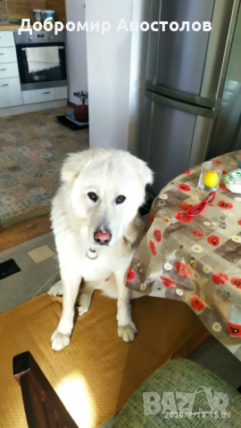 Българско овчарско куче - каракачанка, снимка 3 - Каракачанска овчарка - 53763685