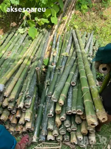 Нови семена бамбук Moso Bambo декоративни растения за дома бамбуков разсад за украса и декорация, снимка 14 - Сортови семена и луковици - 48995335