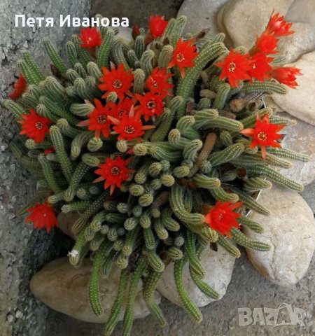 Кактус Echinopsis chamaecereus, снимка 1 - Градински цветя и растения - 35906952