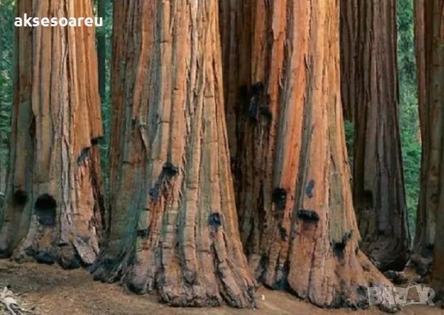 Нови качествени 15 семена от гигантска секвоя мамутово дърво sequoiadendron giganteum за декорация, снимка 16 - Сортови семена и луковици - 50220925