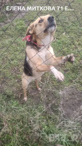 Прекрасна мила женска търси дом, снимка 2 - Други - 50439708