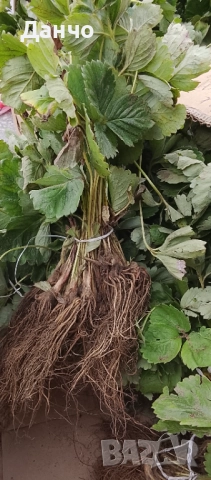 Продавам разсад-ягоди малини лозе алое Вера маруля стари сортовете семена картофи и де, снимка 6 - Разсади - 52309815