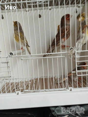 Мъжки канарчета , снимка 2 - Канари - 53463518