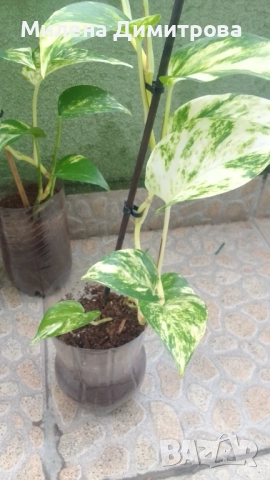 Епипремнум - Дяволски бръшлян / Хавортия , снимка 4 - Стайни растения - 50913536