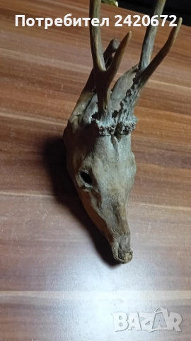 глава на елен сика, снимка 5 - Други ценни предмети - 52386067