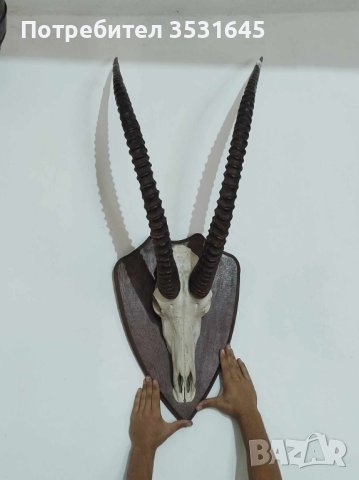 Уникален трофей!!! Много рядък ловен трофей, снимка 4 - Други ценни предмети - 42554323