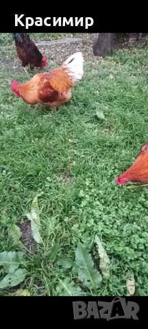 Продавам петли, неми патици-юрдечки., снимка 12 - Патици и гъски - 48682860