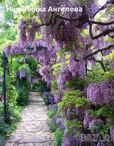 ВИСТЕРИЯ  СИНЯ  /10 лв / бр