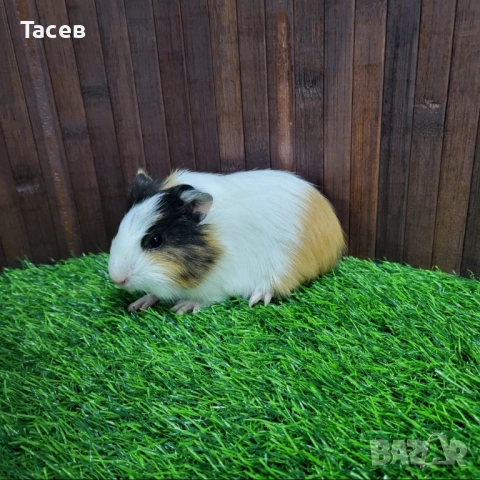 Морски свинчета