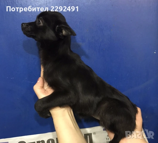 Мини Пинчери , снимка 8 - Пинчер - 52878798