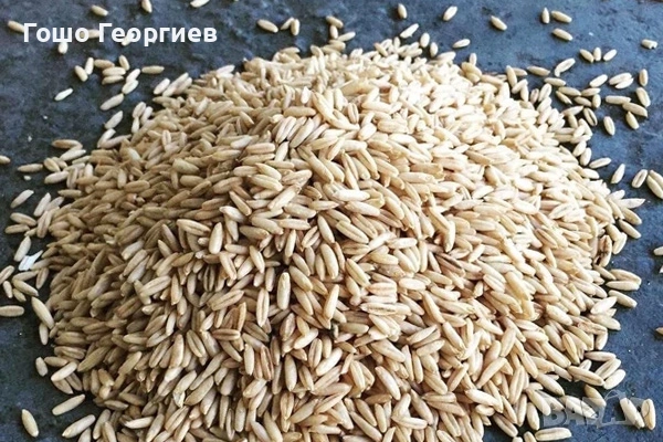 Продавам изгодно зърнени храни и семена на едро и дребно, снимка 3 - Други - 53206506