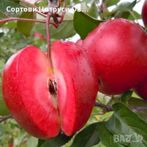 Ябълка сорт Red Love 