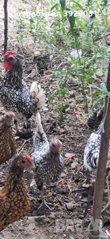 продавам зибрайт, снимка 6 - Кокошки и пуйки - 50125971