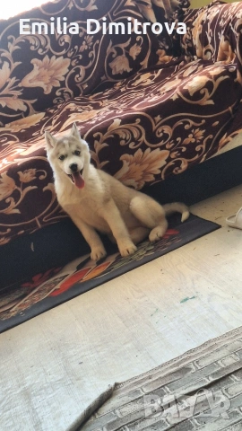 продавам кучета хъски та, снимка 10 - Хъски - 53781247