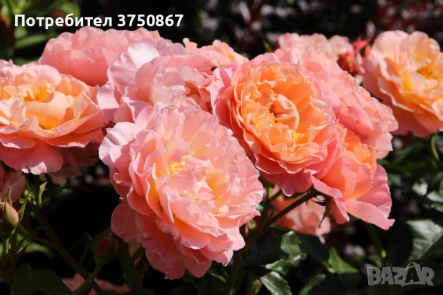 🌹 РОЗА 🌹 MARIE CURIE® Meilomit 🌹 , снимка 4 - Градински цветя и растения - 51162813