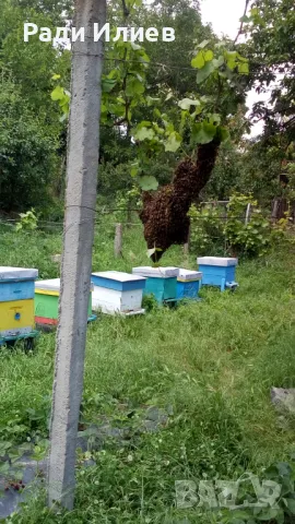 Пчелни кошари, снимка 1