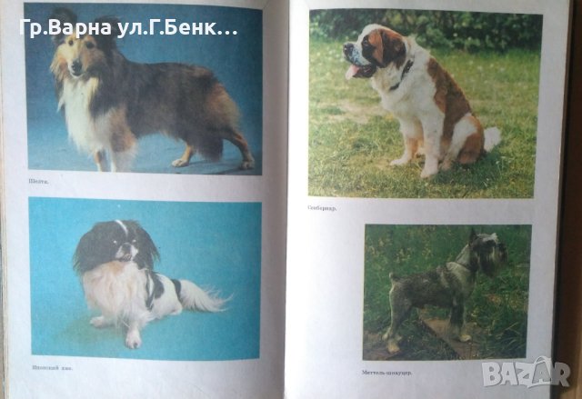 Декоративное собаководство  Р.А.Хасанова, снимка 3 - Специализирана литература - 42047722
