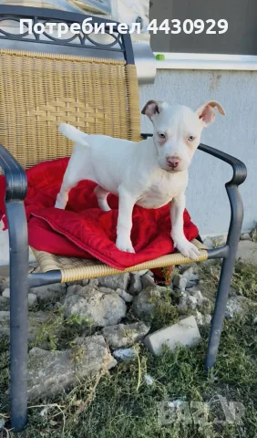 American Bully XL, снимка 4 - Американски стафордширски териер - 56359868