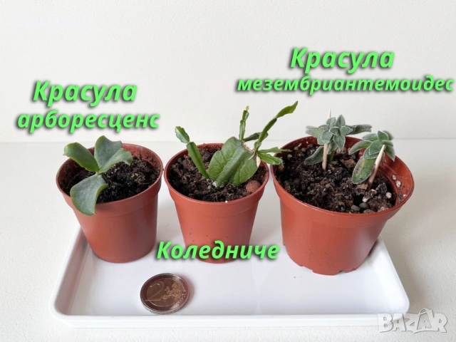 Сукуленти Коледниче и Красула, снимка 2 - Стайни растения - 53536795