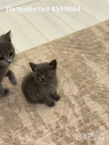 🐱 Продават се 3 прекрасни котета 🐱, снимка 3 - Британска късокосместа - 55709886