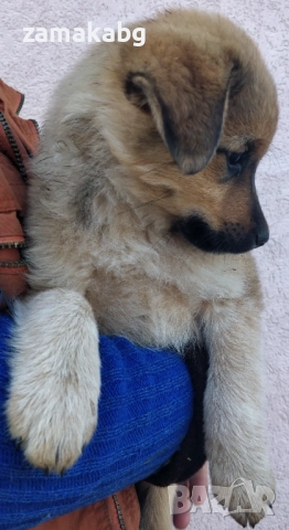 Подаряваме кученца бездомничета пухени бобчета, снимка 7 - Други - 52430271