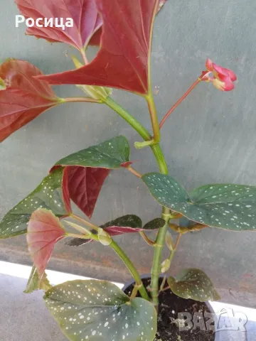 Бегония Тамая, снимка 2 - Стайни растения - 50285158