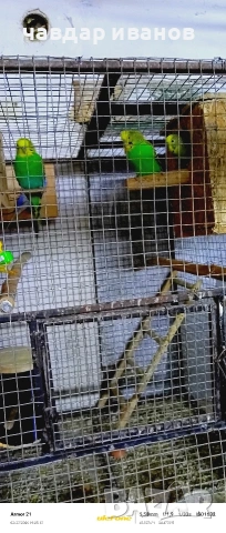 вълнисти папагали , снимка 2 - Папагали - 53758132