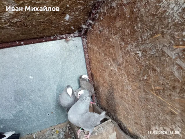 Индийски моки мъжки, снимка 2 - Гълъби - 54706242