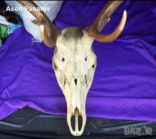 Рога от благороден елен, снимка 2 - Декорация за дома - 50307622