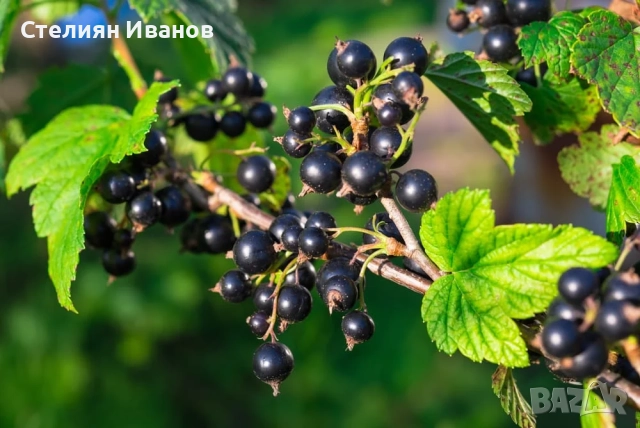 Касис, черно френски грозде (Ribes nigrum 'Titania')