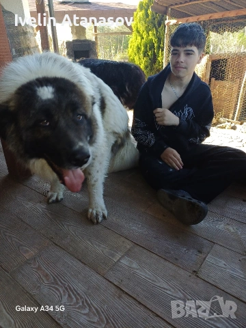 Каракачанки, снимка 6 - Каракачанска овчарка - 53474484