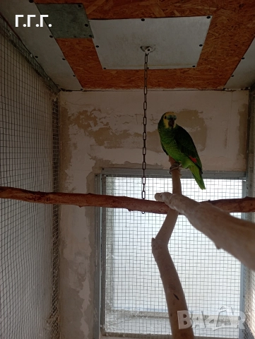 Женска синьочела амазона , снимка 4 - Папагали - 52650408